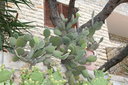 gal/cro 08/_thb_small-IMG_4596.JPG